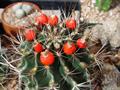 Miniature Barrel Cactus